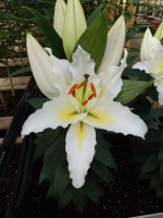 [5310 Sunny Azores No02.JPG]